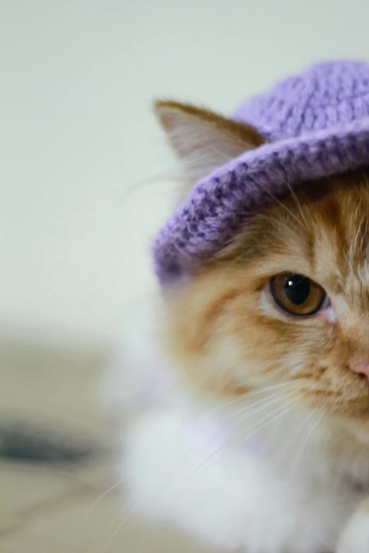 an orange and white cat in a hat