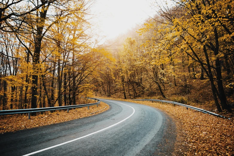 an empty road in the woods during autumn