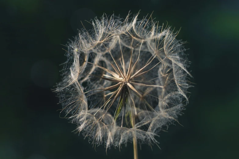 dandelion looking up at the camera with blurry background