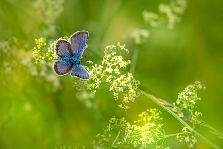 a blue erfly sitting on top of a green plant