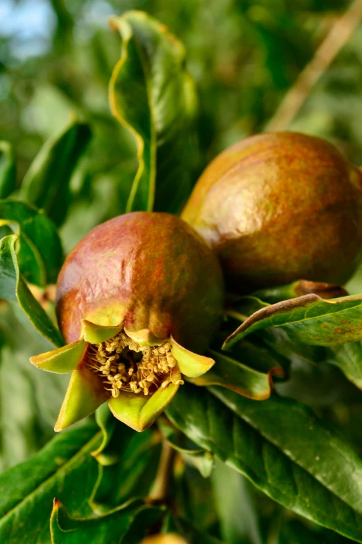 some fruit sitting on the nches of a tree