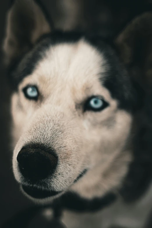 a close up of a black and white husky with blue eyes