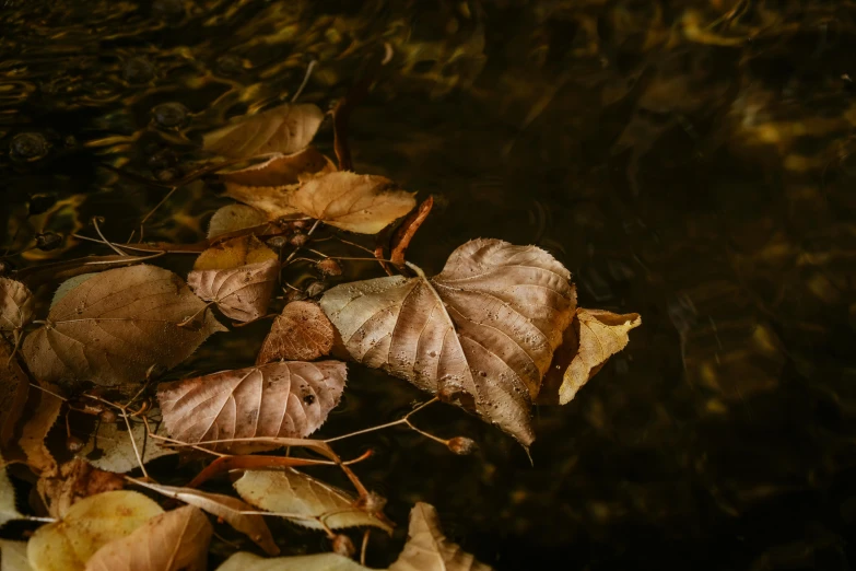 some leaves on the ground in a field