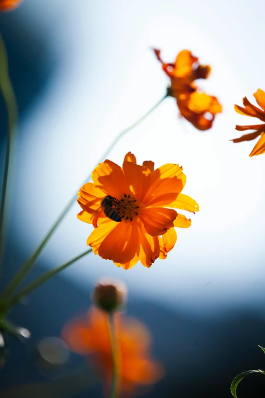 yellow flowers on a sunny day against the sky