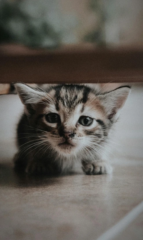 a small kitten lying under a table looking down