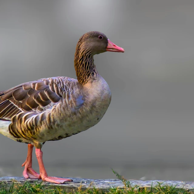 the long legged duck has pink feet and an orange head