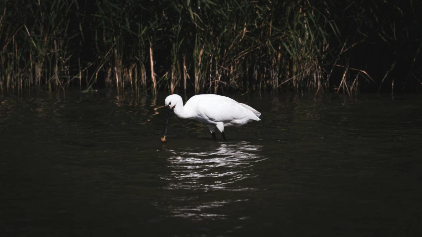 a white bird is standing in the water