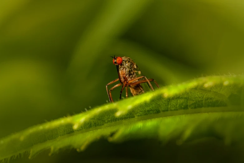 a spider on a green leaf with blurry background