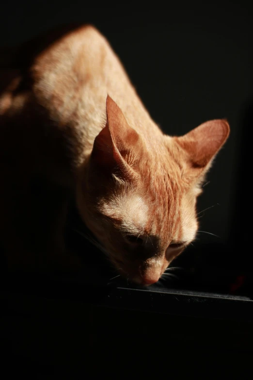 cat sleeping on laptop looking down and coming off the keyboard