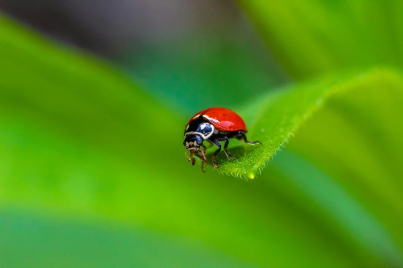 a very cute lady bug in some grass