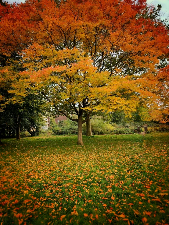 trees that have autumn foliage on them