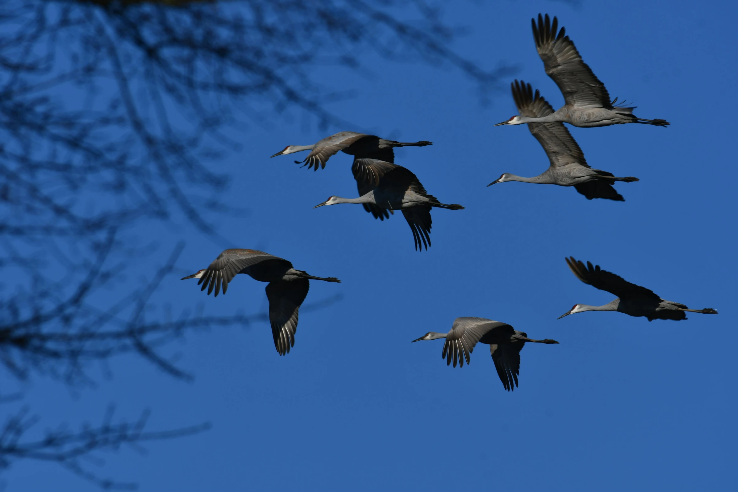 there are five grey birds flying in a line