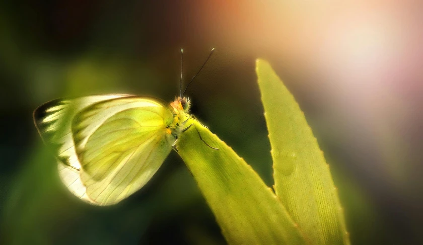 a white erfly resting on the tip of a plant