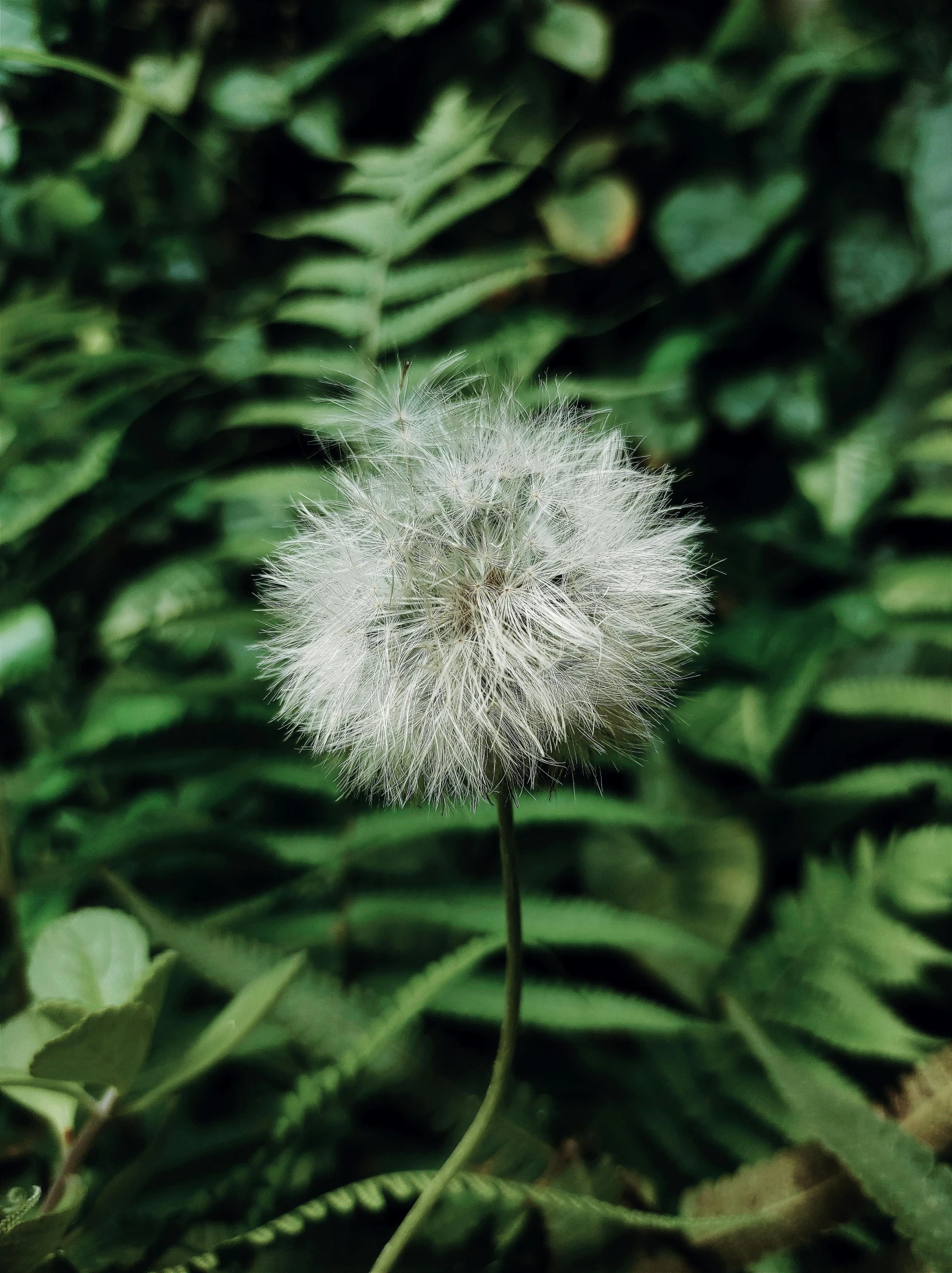 a dandelion in the middle of a green plant