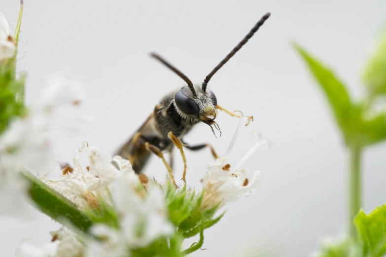 a bee sitting on top of a flower covered in white flowers