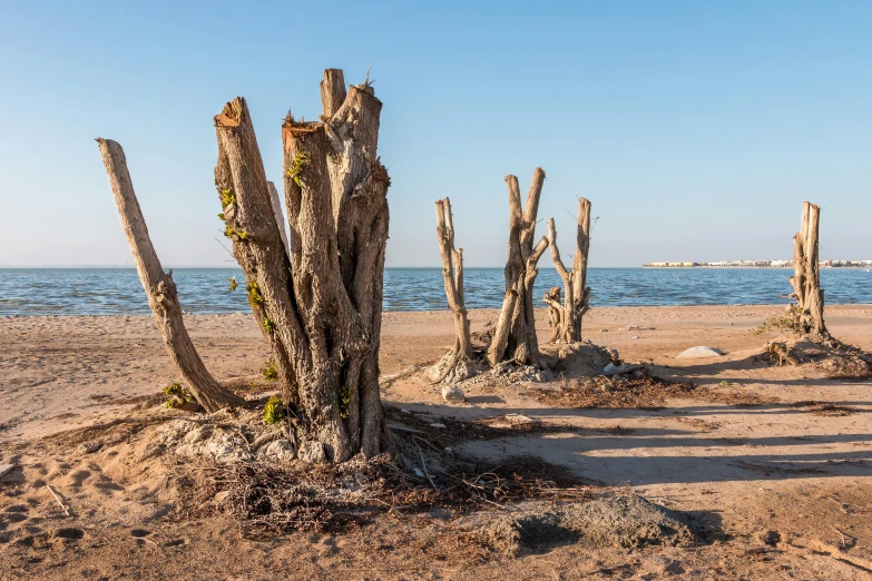 a few people are standing near a group of tree stumps