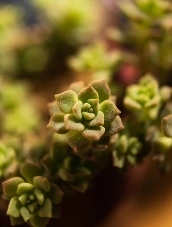 a small green plant with lots of leaves