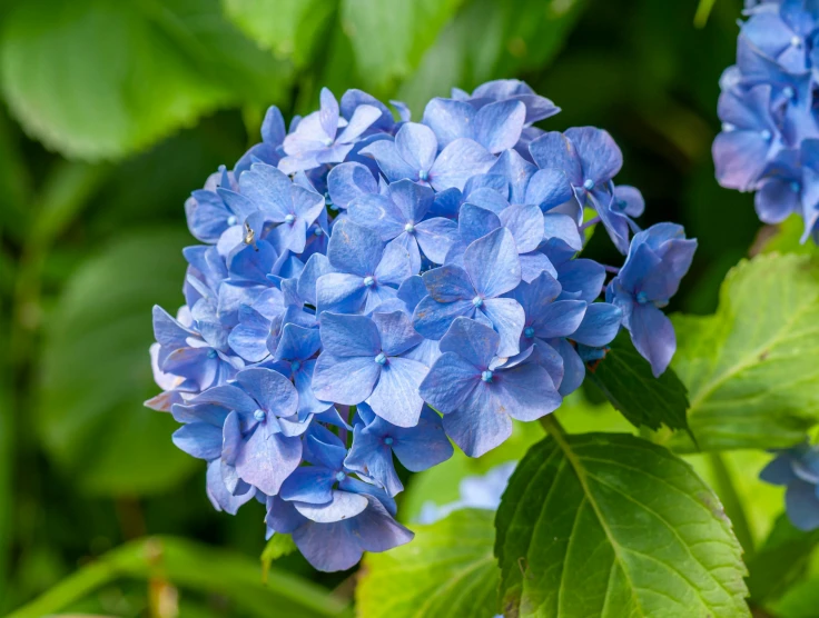 blue flowers blooming on a plant in the park
