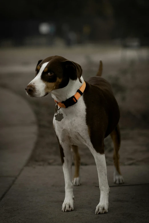 a brown and white dog standing on top of a sidewalk