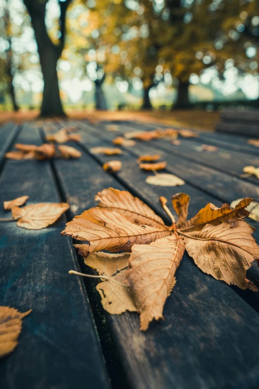 leaves on a wooden deck as a background