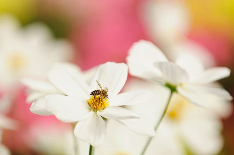 a bee is sitting on the center flower of a daisy