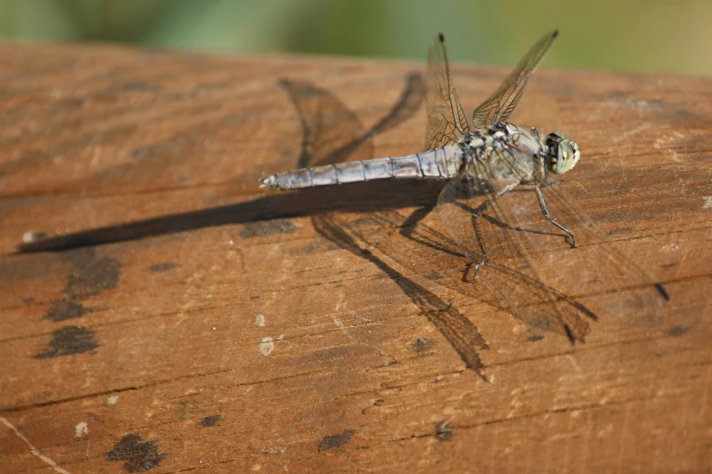 a dragon fly rests on a piece of wood