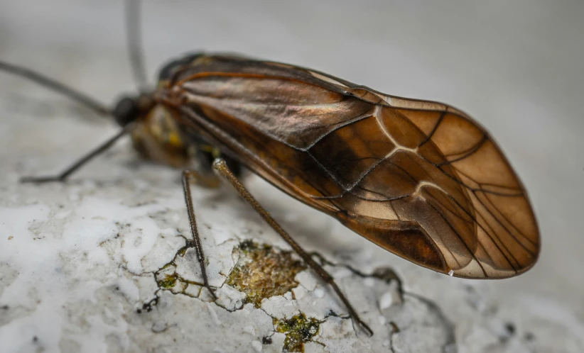 the long antennae of this insect are very distinctive