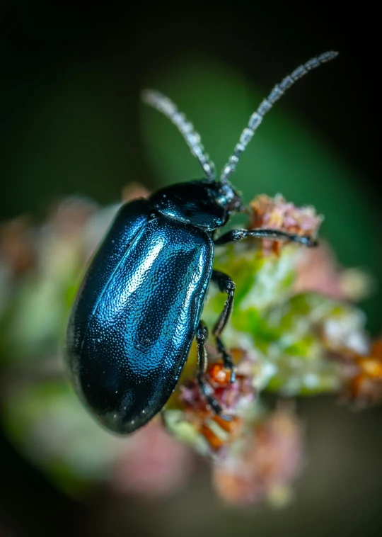 an image of an animal bug crawling on some flowers