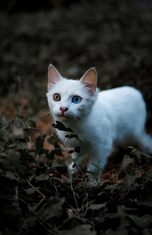 an white cat walking across a patch of grass