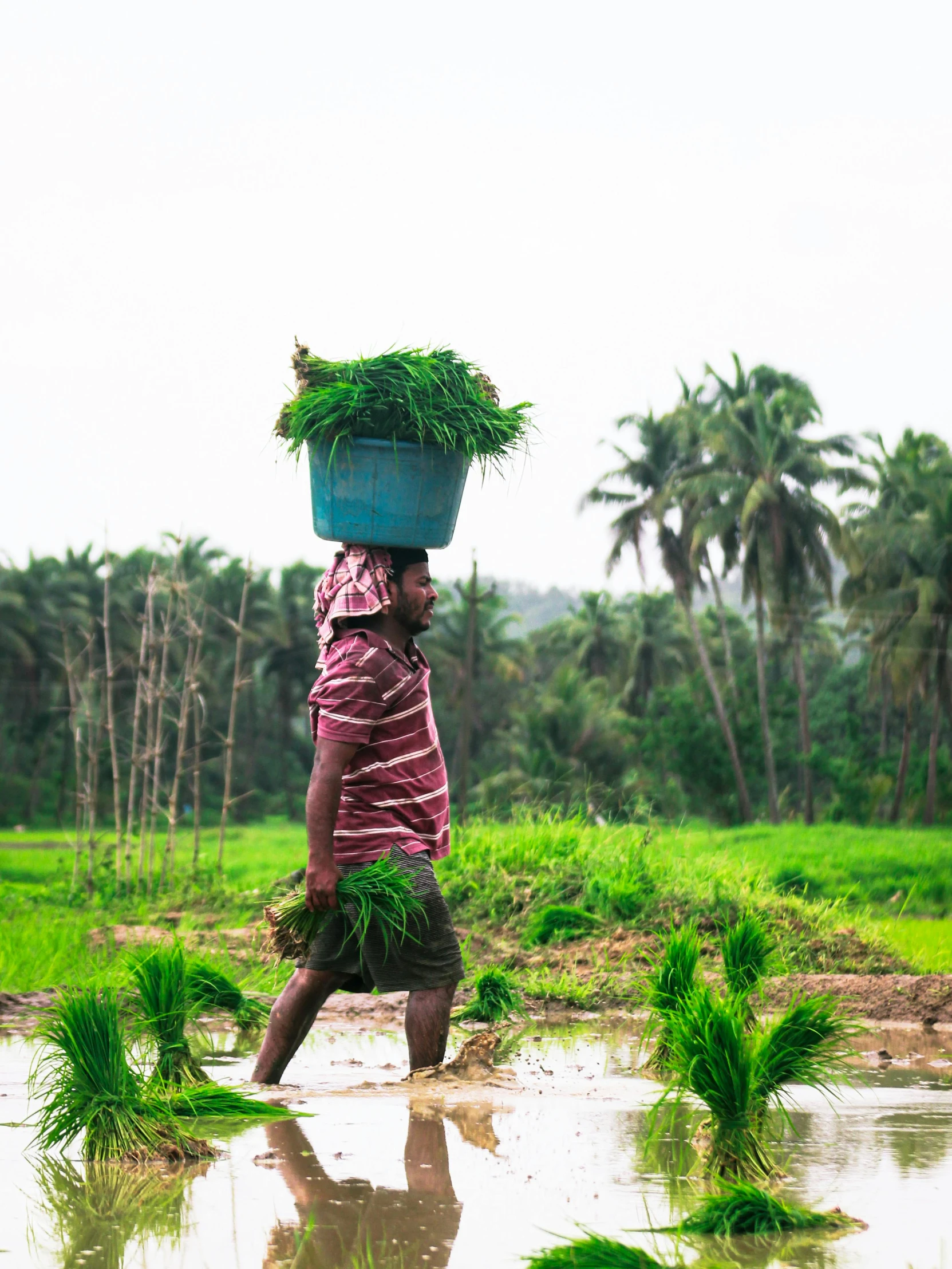 the farmer is walking through the water with a big basket on his head