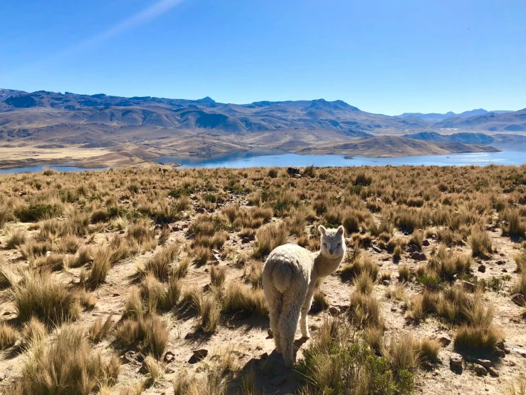 an animal in the middle of nowhere near mountains