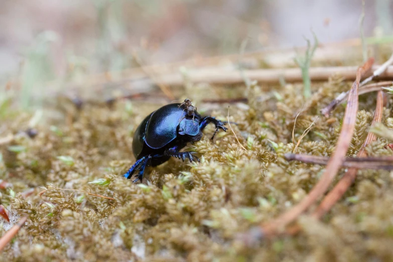 a black beetle is on the ground covered in moss