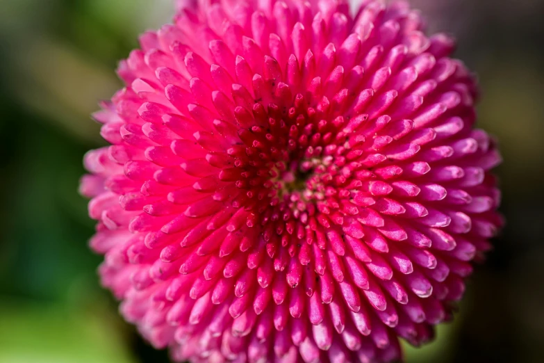 a pink flower that is very pretty