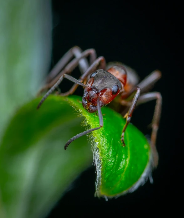 the small spider is crawling on a green leaf