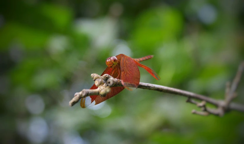 a flower on a stem is covered with seeds