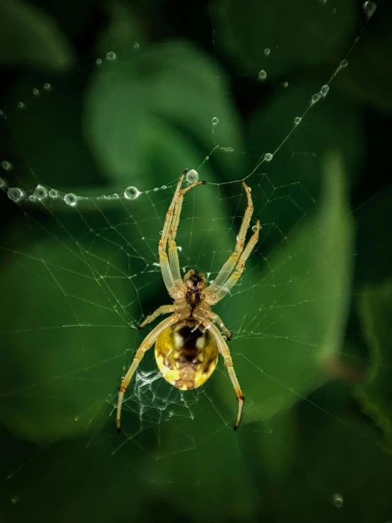 a spider is sitting on the side of its web
