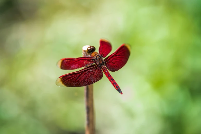 a red dragonfly sitting on top of a leaf