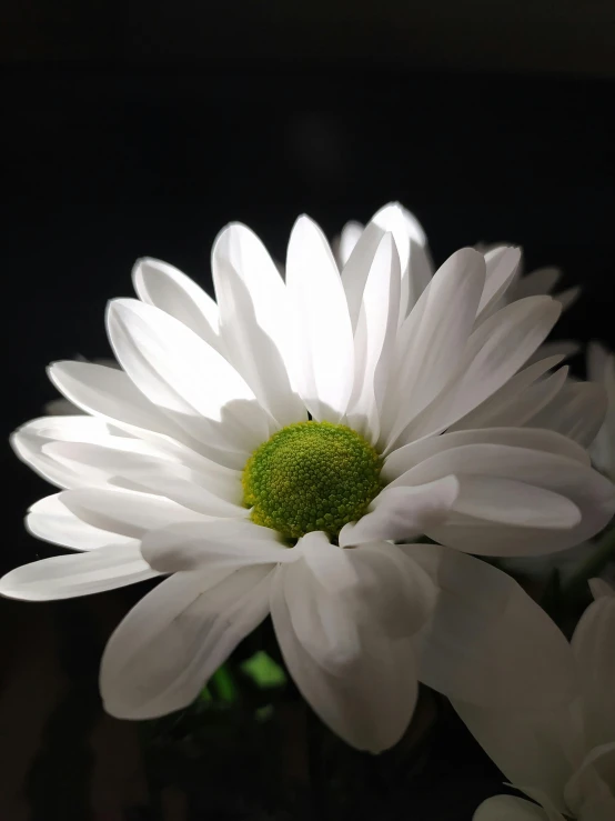 an upside down image of a white flower