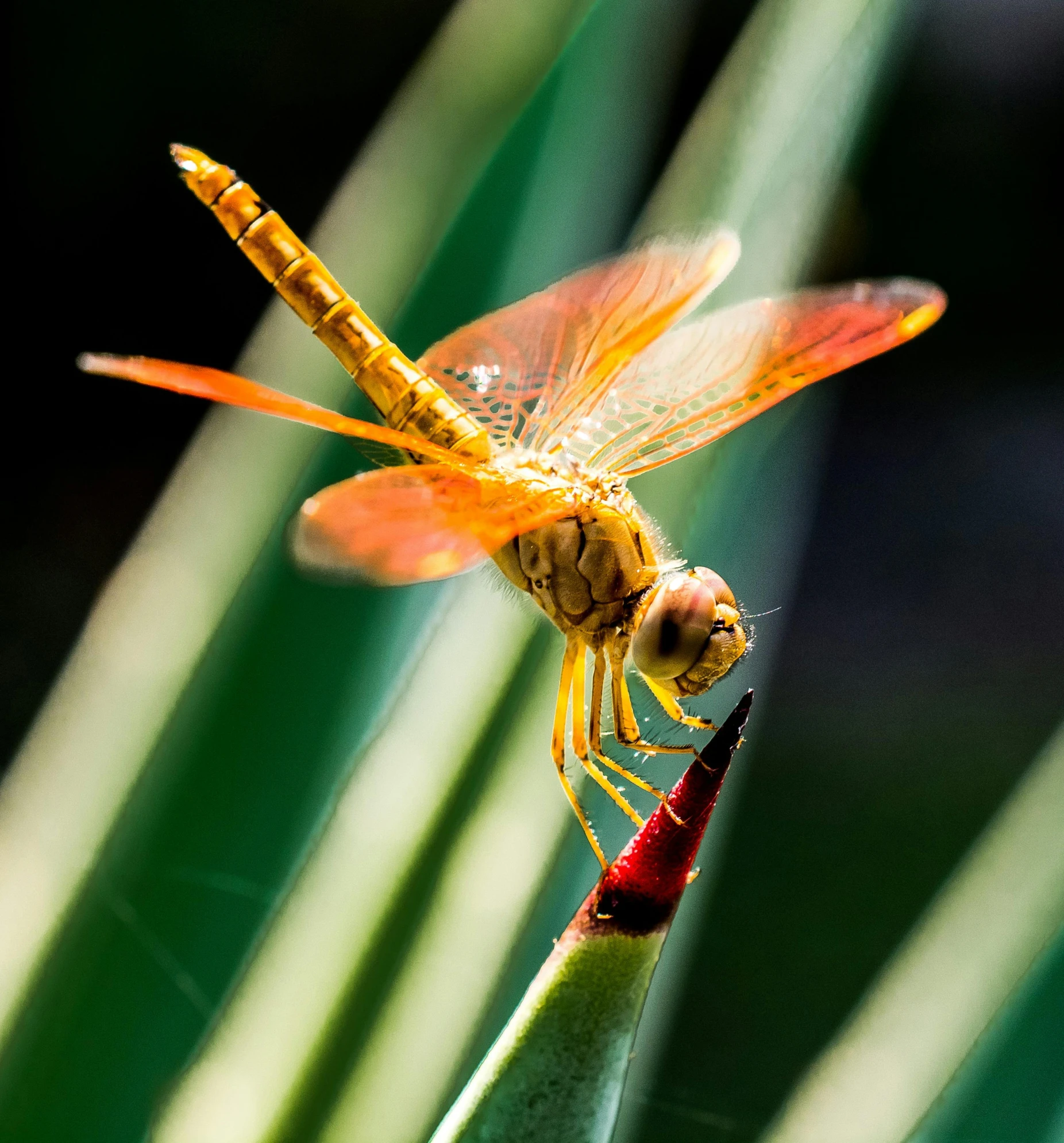 dragonfly on the end of a flower stem