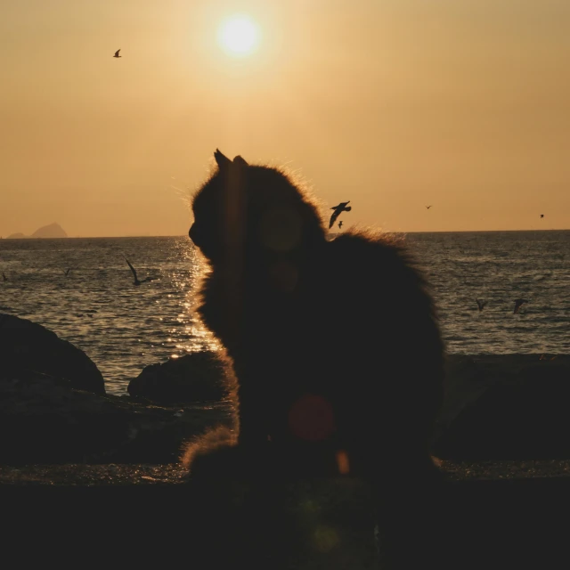 a cat sitting and looking at the sunset