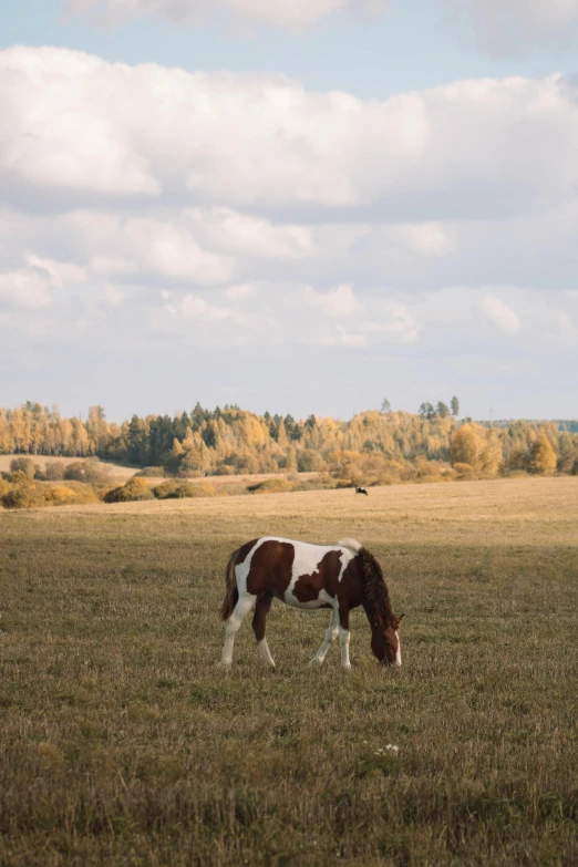 there is a horse grazing on the grass