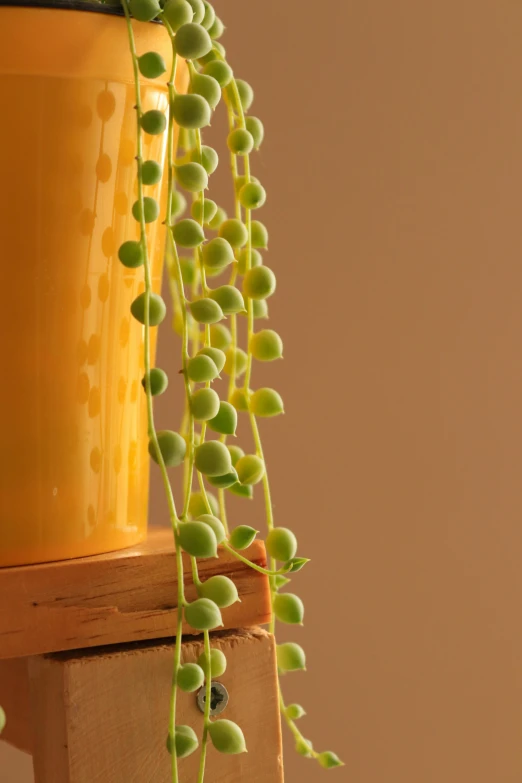 a close up of a plant with many green leaves