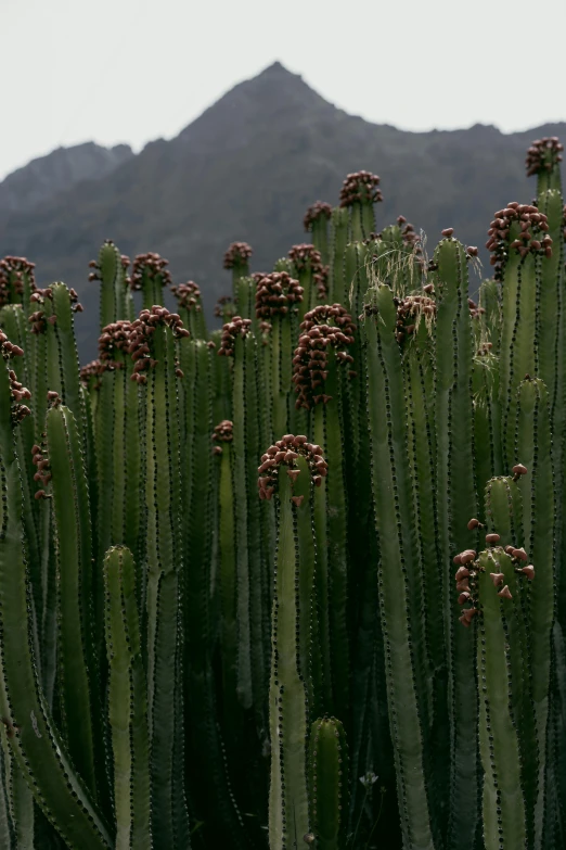 some very pretty plants in the desert