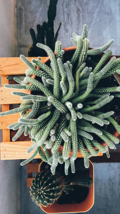 a plant with many leaves on a wood table