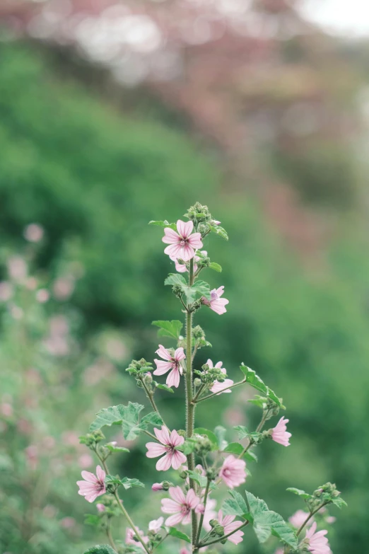 a bunch of pink flowers in a field