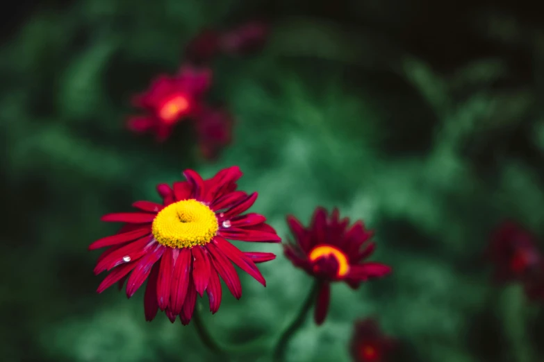 a couple of red flowers on a green field