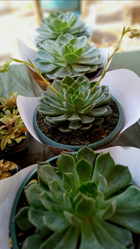 several succulent plants sit in ceramic bowls on the table