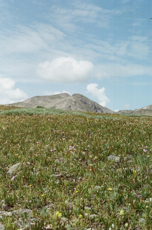 an image of a grassy field with mountains in the background