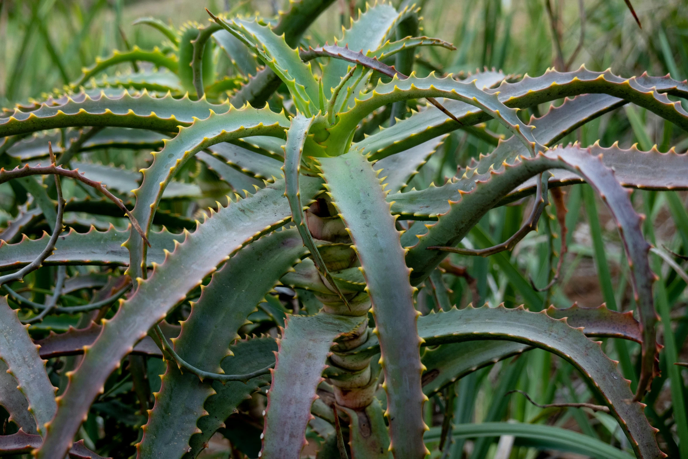 this is a plant with small green leaves