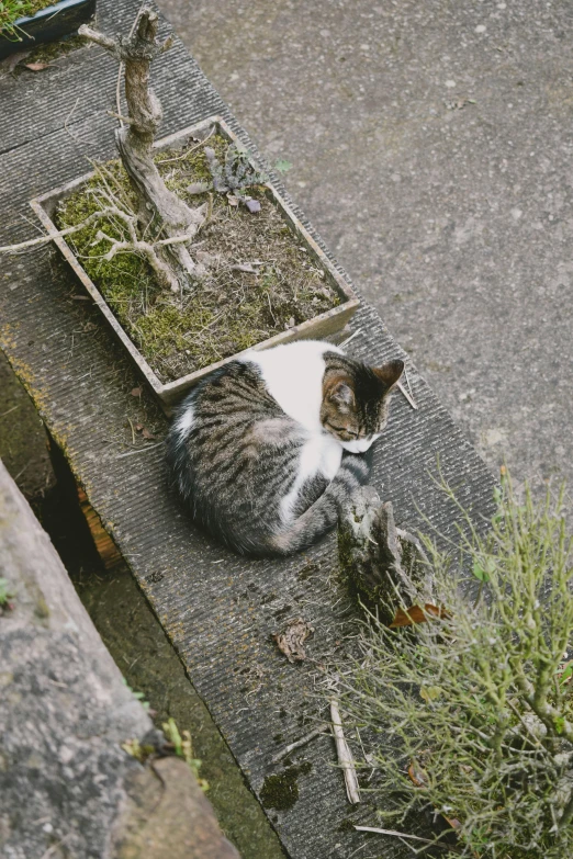 a gray and white cat sitting on the sidewalk